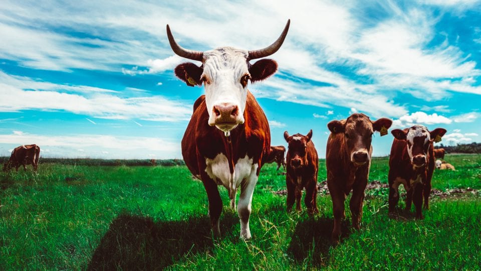 Credit Jonas Coel on Unsplash