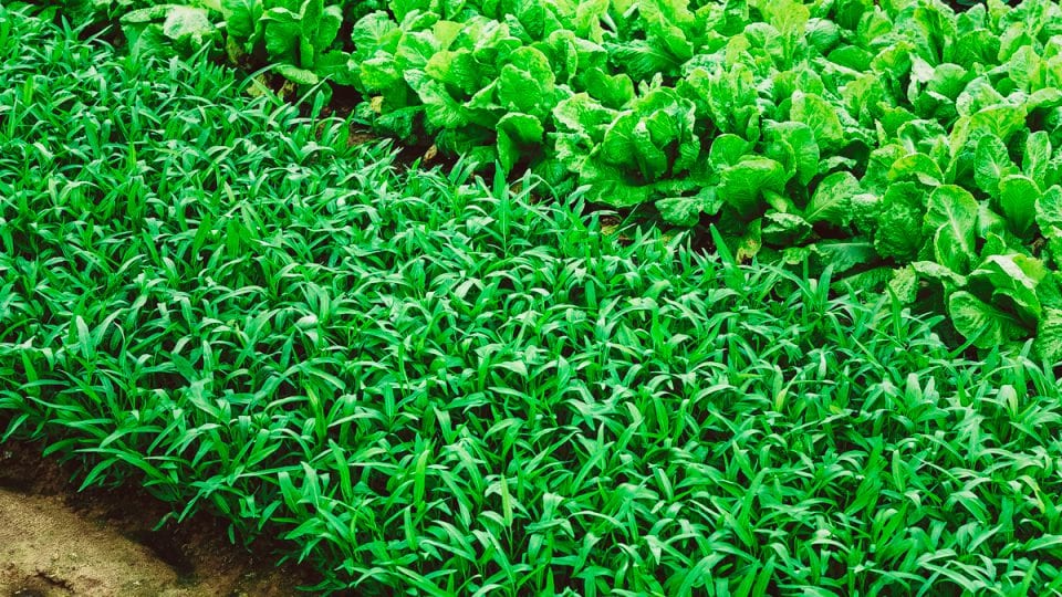 Credit Markus Winkler on Unsplash