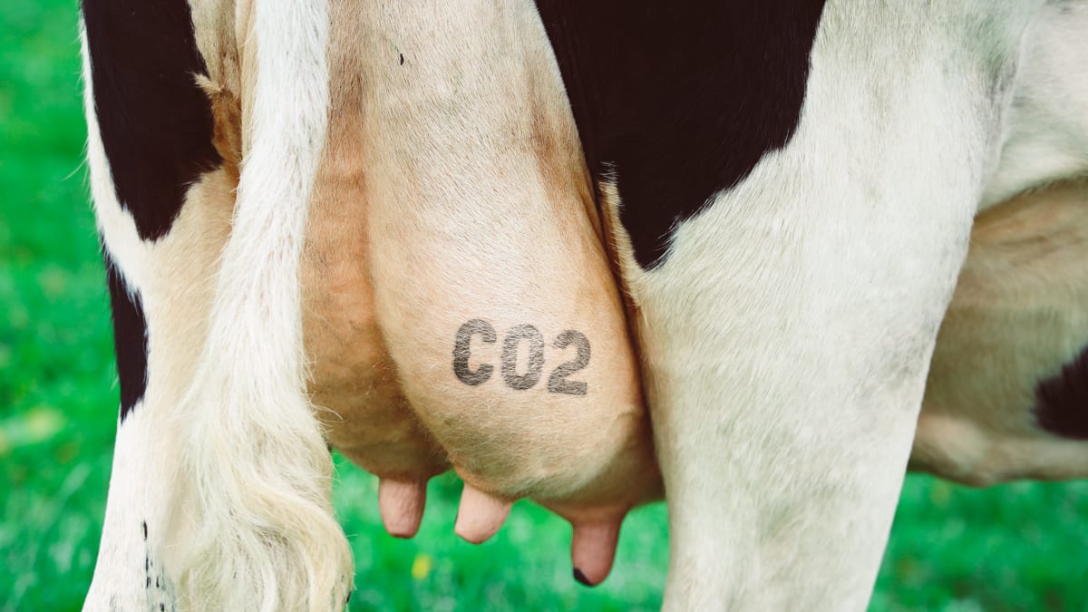 What Is The Low Carbon Diet