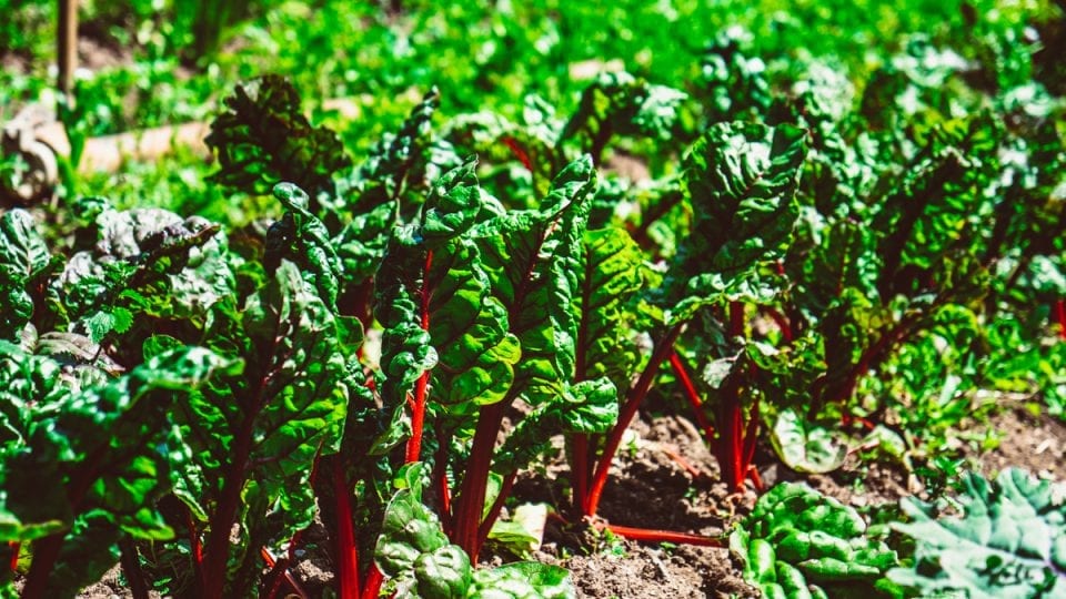 Credit Ronan Futura on Unsplash